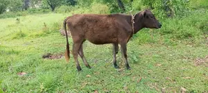 වැස්සි පැටියා සහ වස්ස