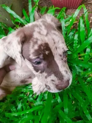 American Bully