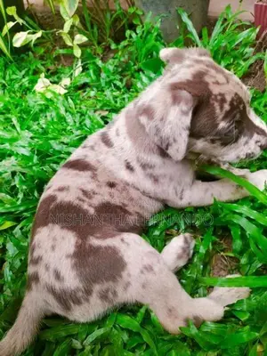 American Bully