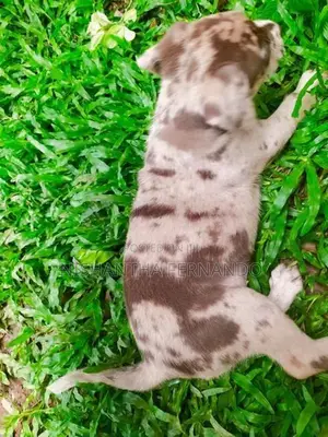 American Bully