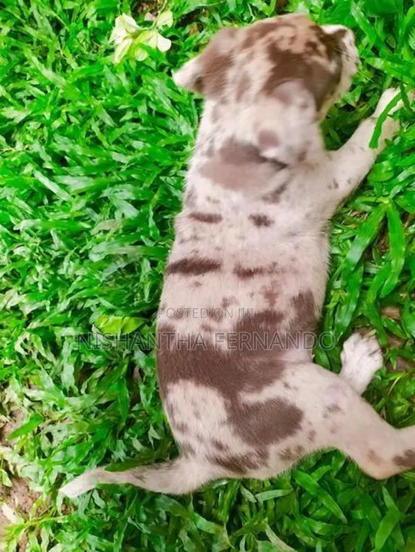 American Bully