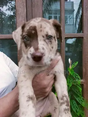 American Bully