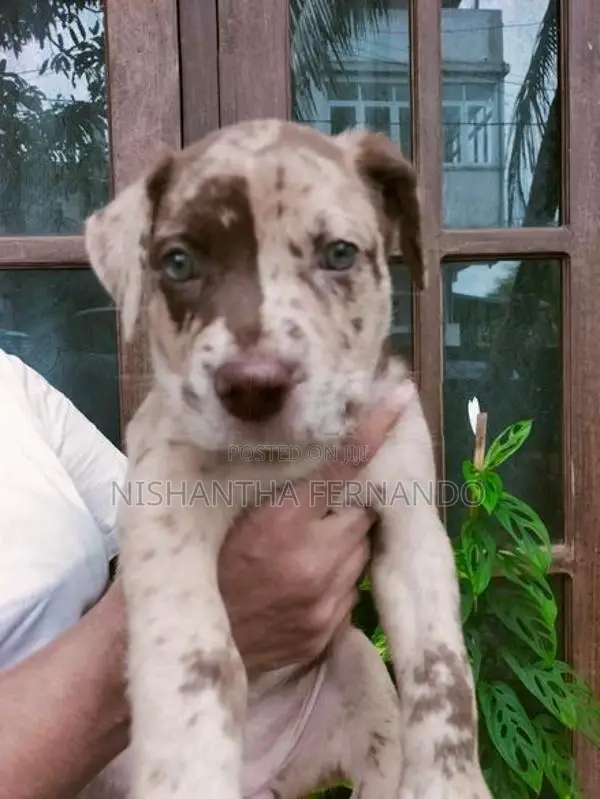 American Bully