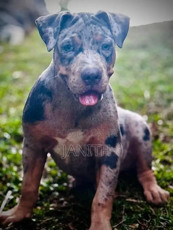 American Bully XL