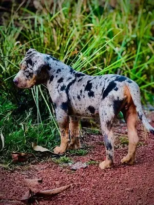 American Bully XL