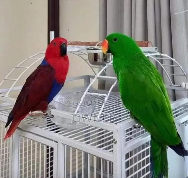 Eclectus Birds