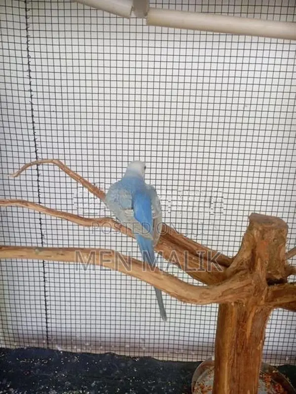 Love Birds