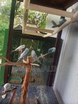 Love Birds