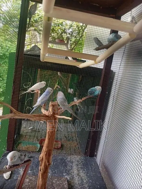 Love Birds
