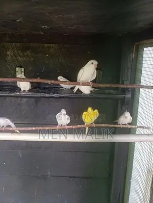 Love Birds