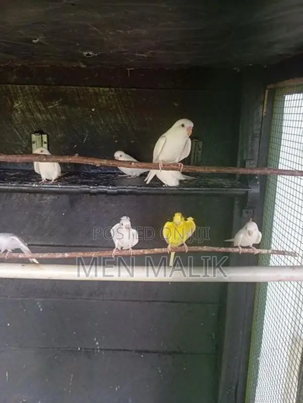 Love Birds