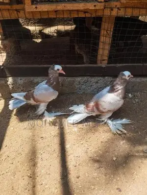 Pigeon