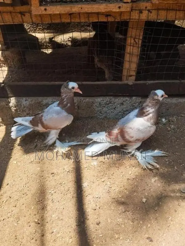 Pigeon