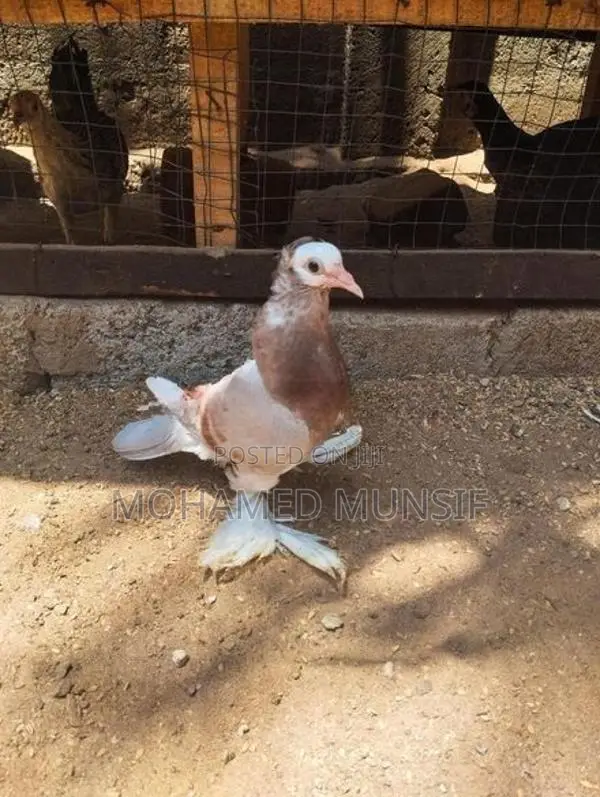Pigeon