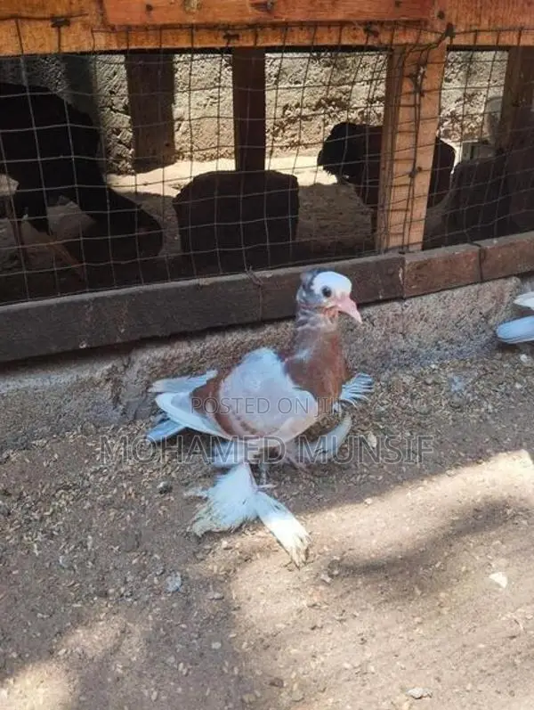 Pigeon
