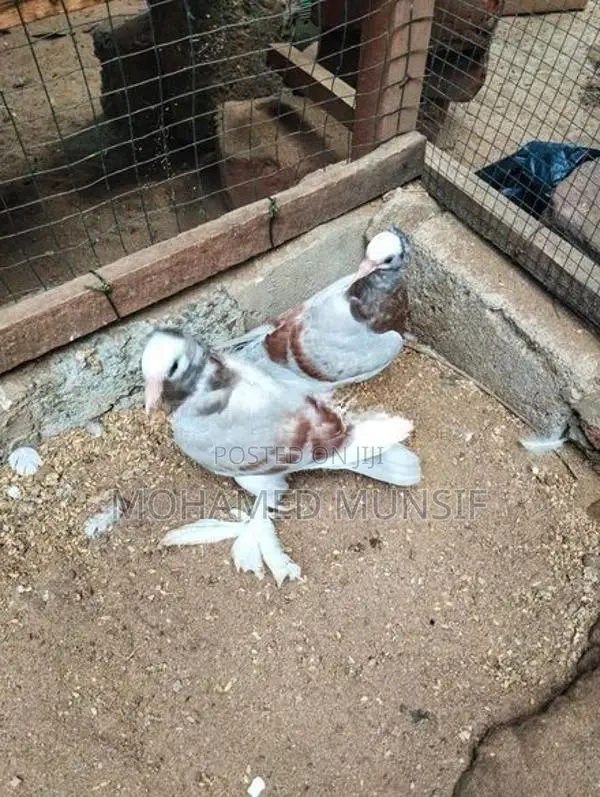 Pigeon