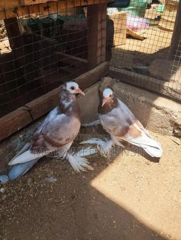 Pigeon