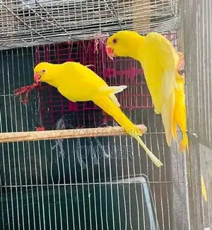 Ringneck Birds