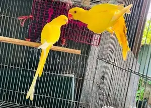 Ringneck Birds
