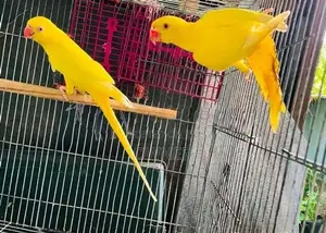 Ringneck Birds