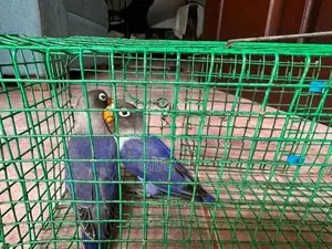 African Love Birds
