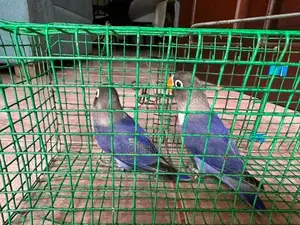 African Love Birds