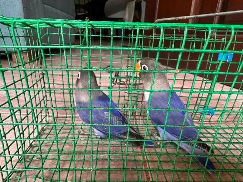 African Love Birds
