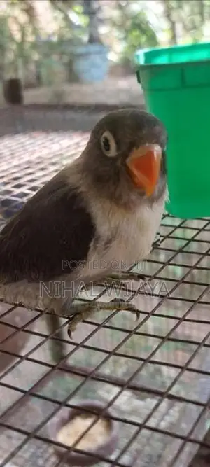 African Birds