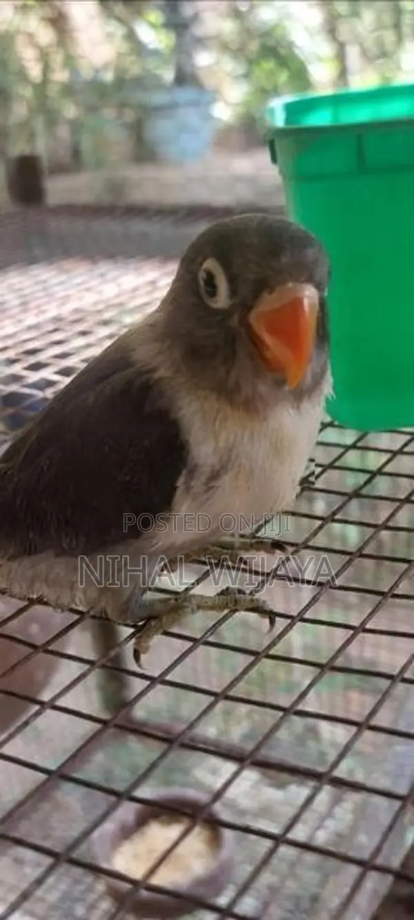 African Birds