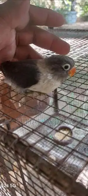 African Birds
