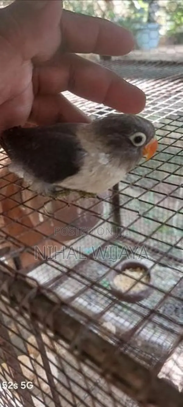 African Birds