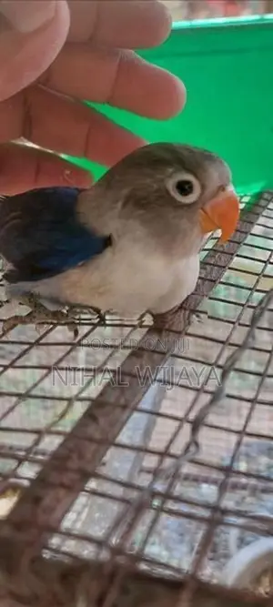 African Birds
