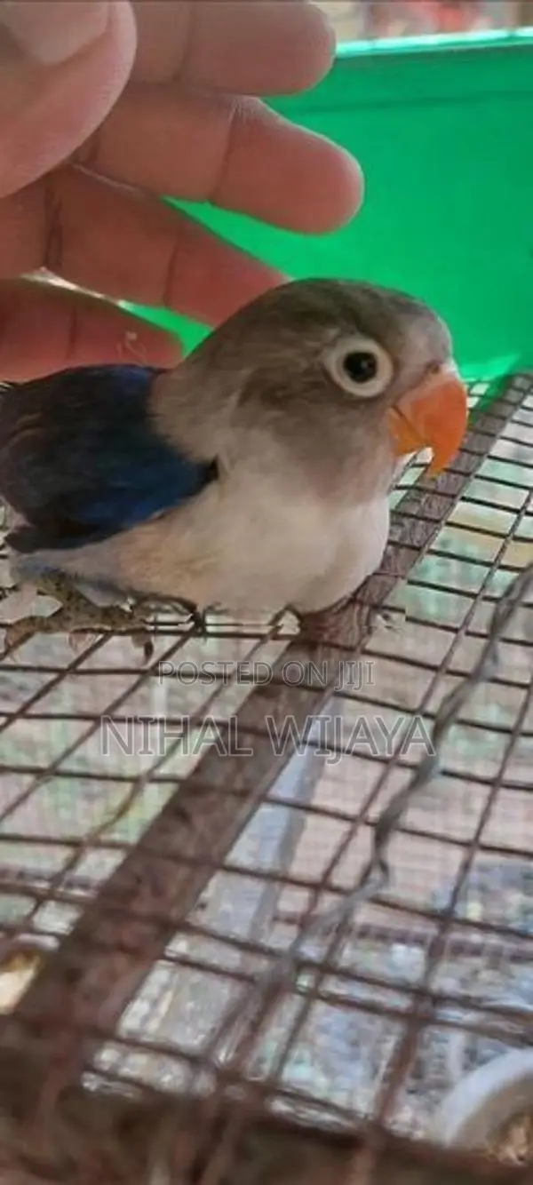 African Birds