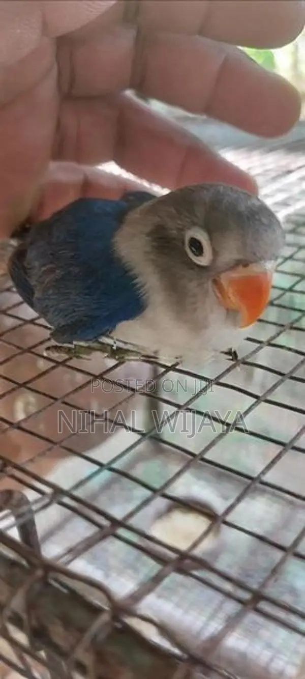 African Birds