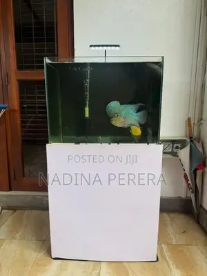 2ft Ultra Clear Glass Fish Tank
