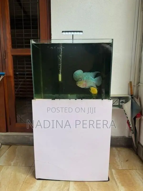 2ft Ultra Clear Glass Fish Tank