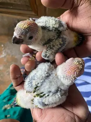 Sun Conure Chick