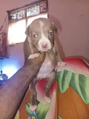 American Bully Puppies