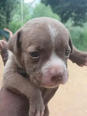 American Bully Puppies