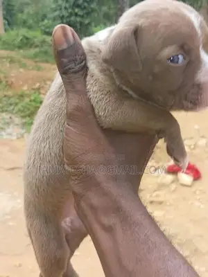 American Bully Puppies
