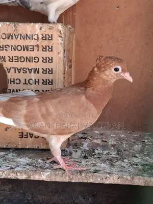 Pigeon