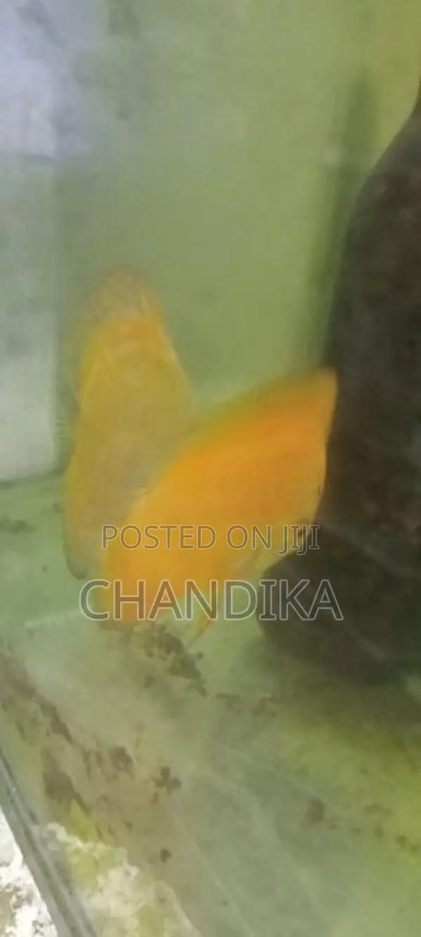 Discuss Breeding Pair