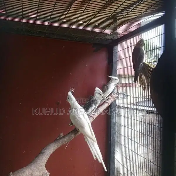 Cocktail Birds