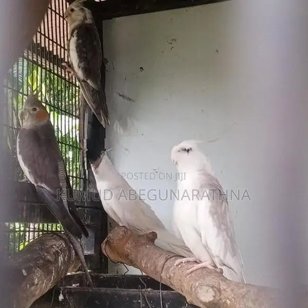 Cocktail Birds