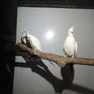 Cocktail Birds