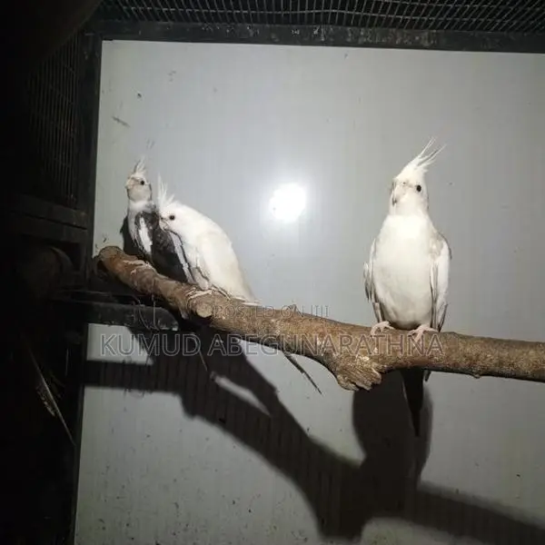 Cocktail Birds