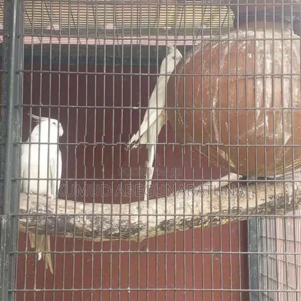 Cocktail Birds