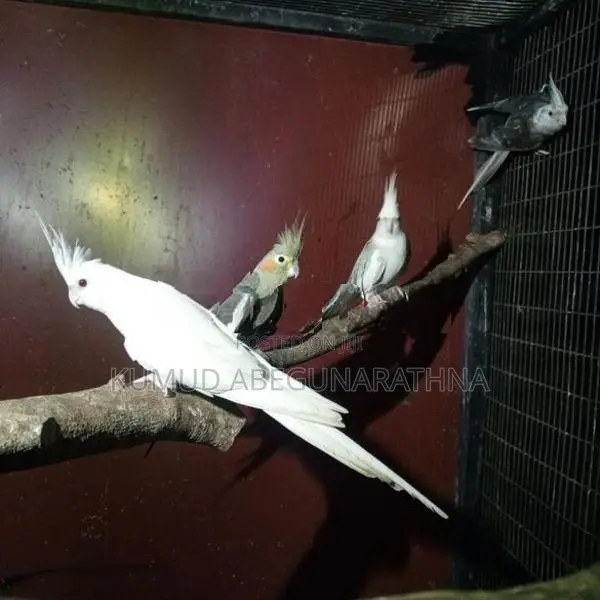 Cocktail Birds