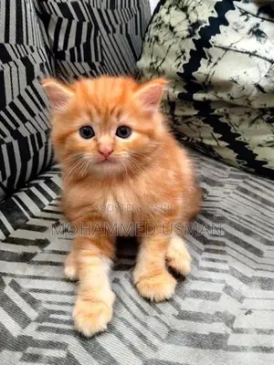Ginger Persian Kitten