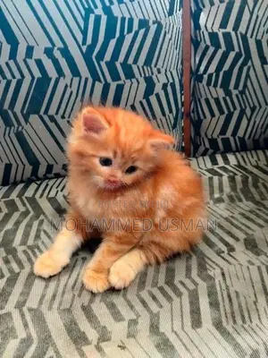 Ginger Persian Kitten